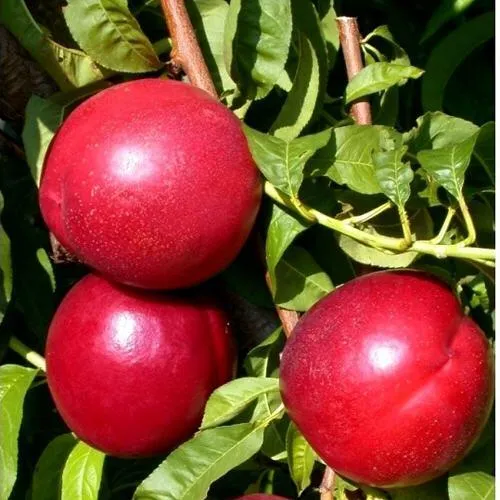 Нектарин ХАРКО  Нектарин ХАРКО в Мурманске