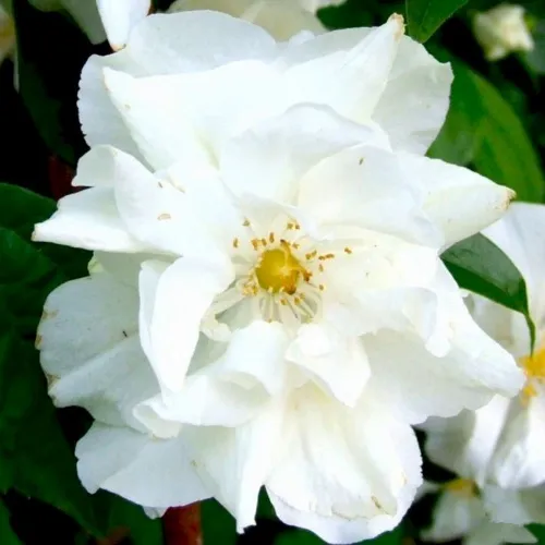 Жасмин РОЗАЦЕ  Жасмин РОЗАЦЕ в Мурманске