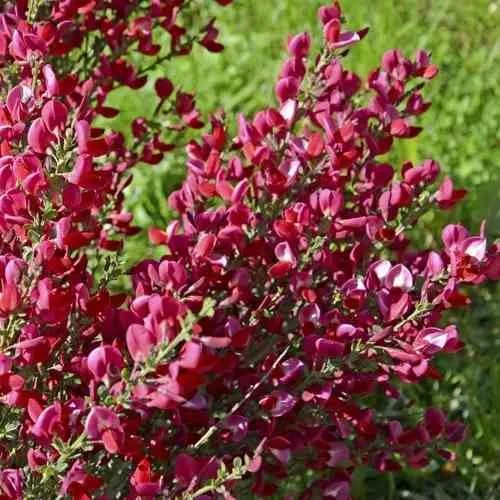 Ракитник БОСКОП РУБИ   Ракитник БОСКОП РУБИ  в Мурманске