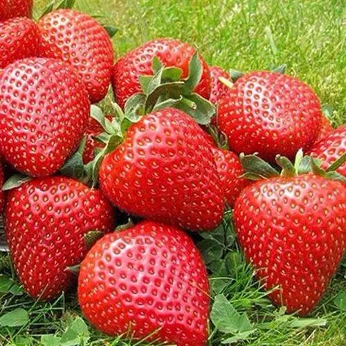 Клубника ЭЛИАНЕ  Клубника ЭЛИАНЕ в Мурманске