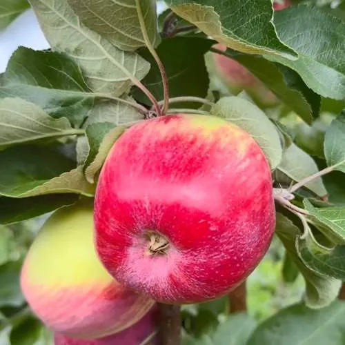 Яблоня АРБАТ колонновидная  Яблоня АРБАТ колонновидная в Мурманске