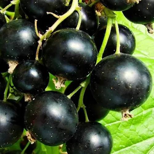 Смородина черная ДАЧНИЦА  Смородина черная ДАЧНИЦА в Мурманске