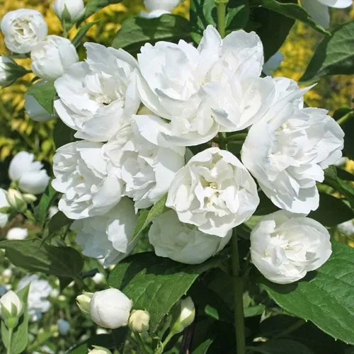 Жасмин махровый  Жасмин махровый в Мурманске