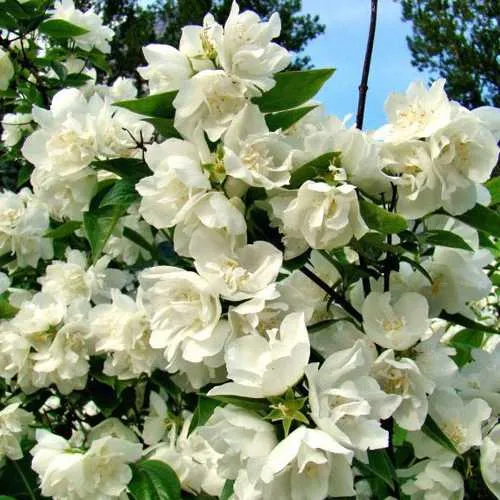 Жасмин ДЕНИСКИНЫ РАССКАЗЫ  Жасмин ДЕНИСКИНЫ РАССКАЗЫ в Мурманске