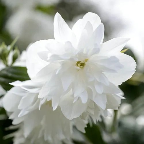 Жасмин МИНЕСОТА СНОУФЛЕЙК  Жасмин МИНЕСОТА СНОУФЛЕЙК в Мурманске