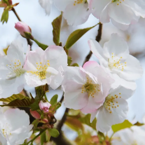 Вишня ОКАМЕ  Вишня ОКАМЕ в Мурманске