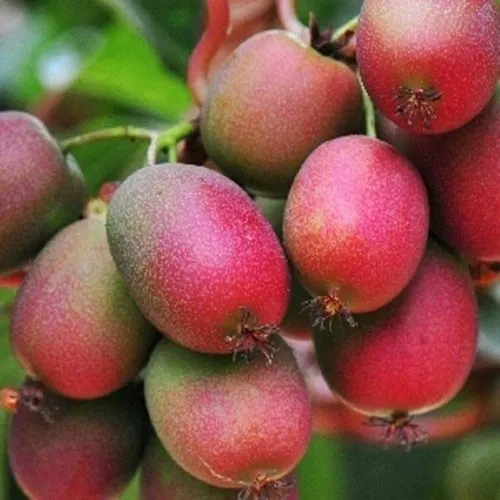 Актинидия ВЕЙКИ аргута  Актинидия ВЕЙКИ аргута в Мурманске