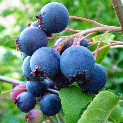 Ирга ПЕМБИНА  Ирга ПЕМБИНА в Мурманске