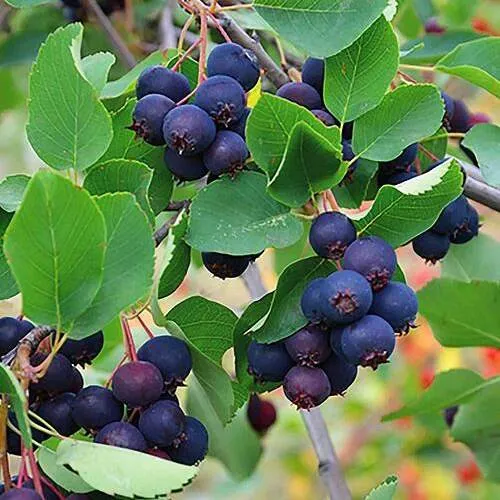 Ирга THIESSEN  Ирга THIESSEN в Мурманске