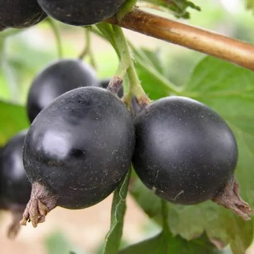 ЙОШТА в Мурманске