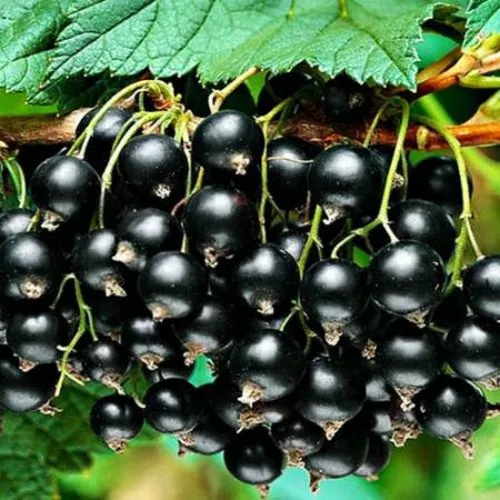 Смородина черная АТЛАНТ  Смородина черная АТЛАНТ в Мурманске