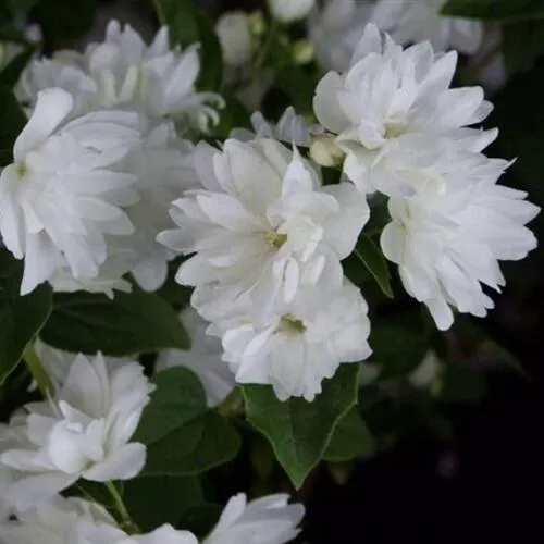 саженцы чубушника саженцы чубушника