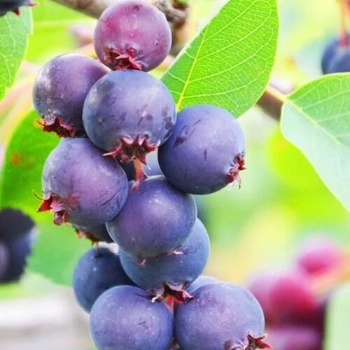 Ирга СМОУКИ  Ирга СМОУКИ в Мурманске