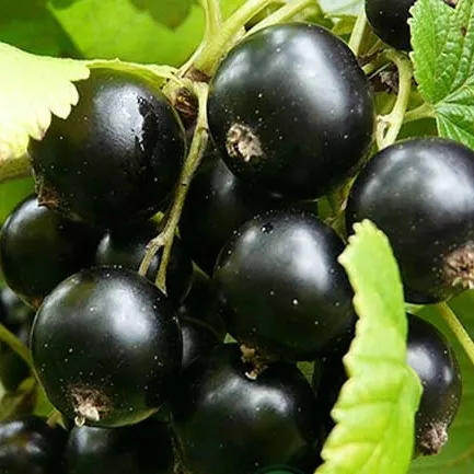 Смородина черная ЭБОНИ  Смородина черная ЭБОНИ в Мурманске