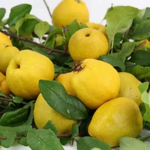 Айва ЯПОНСКАЯ  Айва ЯПОНСКАЯ в Мурманске