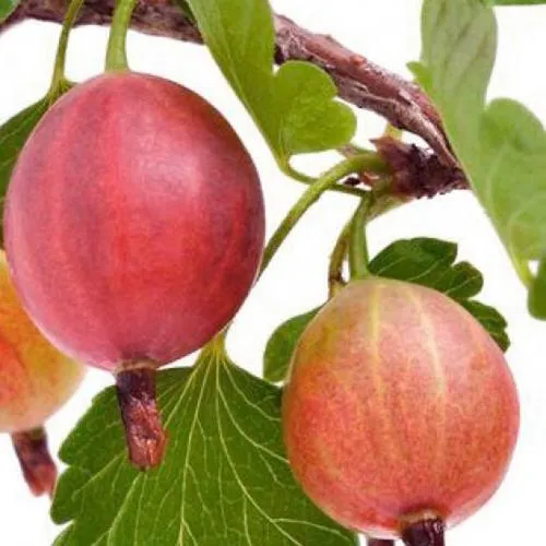 Крыжовник ЯРКИЙ  Крыжовник ЯРКИЙ в Мурманске