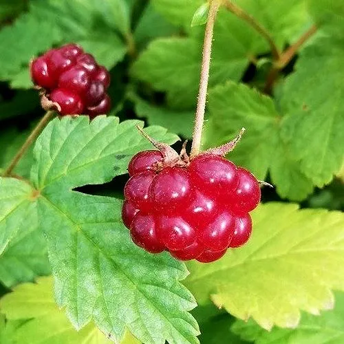 Княженика АННА  Княженика АННА в Мурманске