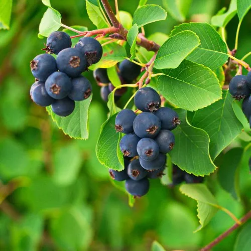 Ирга КОЛОСИСТАЯ  Ирга КОЛОСИСТАЯ в Мурманске