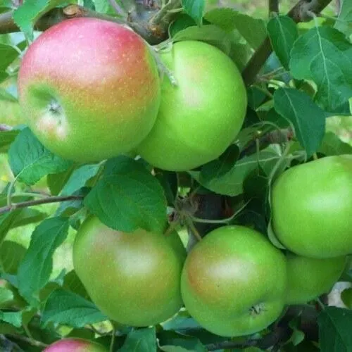 Яблоня НАВАВИТА  Яблоня НАВАВИТА в Мурманске