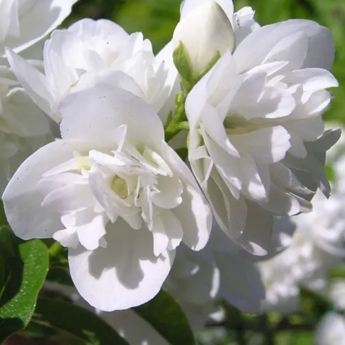 Жасмин ЖИРАНДОЛЬ  Жасмин ЖИРАНДОЛЬ в Мурманске