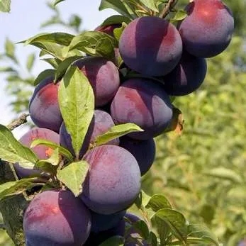 Поздняя  Поздняя в Мурманске