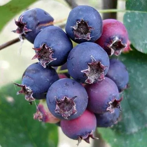 Ирга SLEYT  Ирга SLEYT в Мурманске