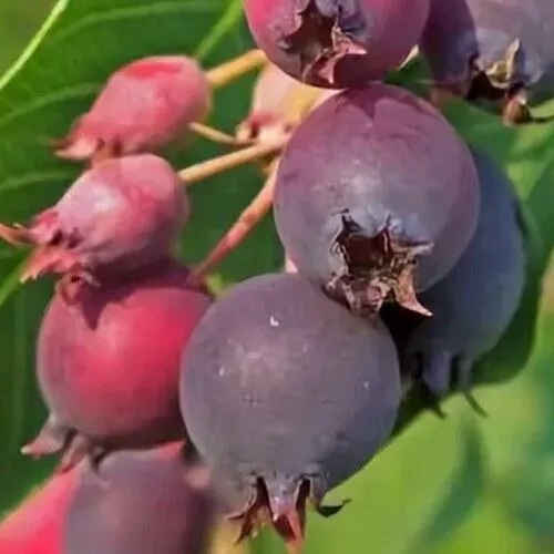 Ирга MANDAN  Ирга MANDAN в Мурманске