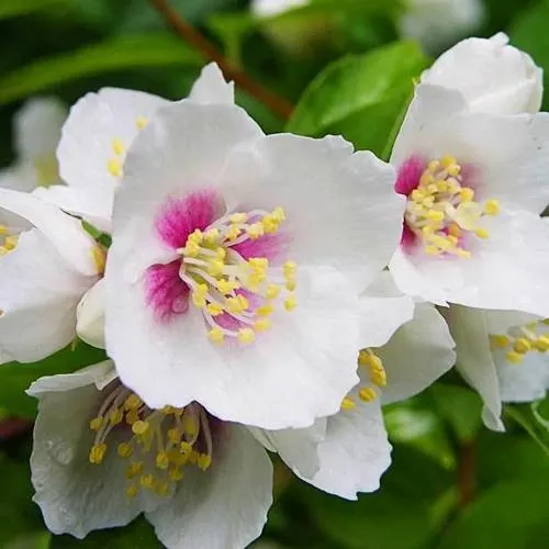 Жасмин БЕЛЬ ЭТУАЛЬ  Жасмин БЕЛЬ ЭТУАЛЬ в Мурманске