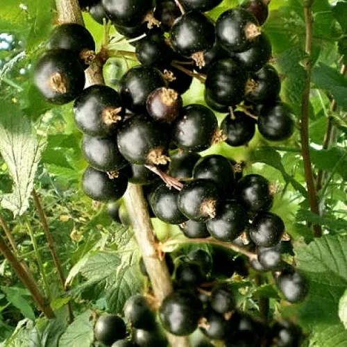 Смородина черная БЕН ТИРЕН  Смородина черная БЕН ТИРЕН в Мурманске