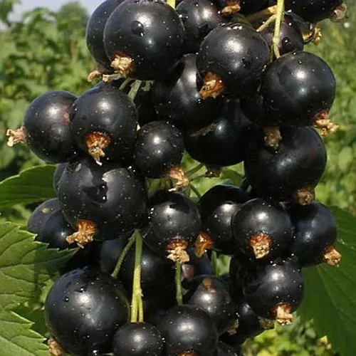 Смородина черная ИСКУШЕНИЕ  Смородина черная ИСКУШЕНИЕ в Мурманске