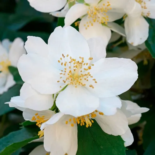 Жасмин ЮСТИНКА  Жасмин ЮСТИНКА в Мурманске