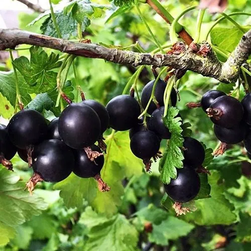 Йошта КРЫМСКАЯ в Мурманске