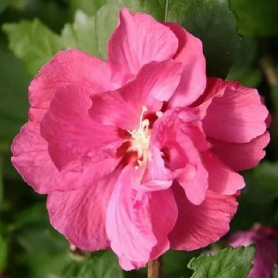 Гибискус ДЮК ДЕ БРАБАНТ сирийский  в Мурманске