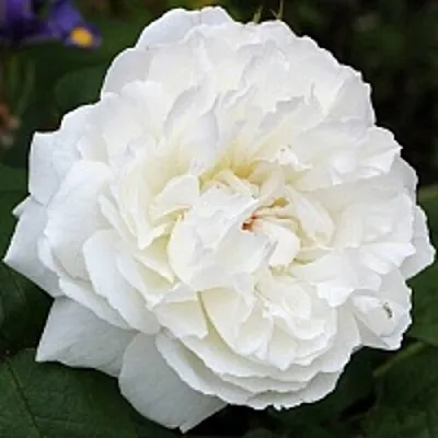 Саженцы роз ВИНЧЕСТЕР КАФЕДРАЛ английская  Саженцы роз ВИНЧЕСТЕР КАФЕДРАЛ английская в Мурманске