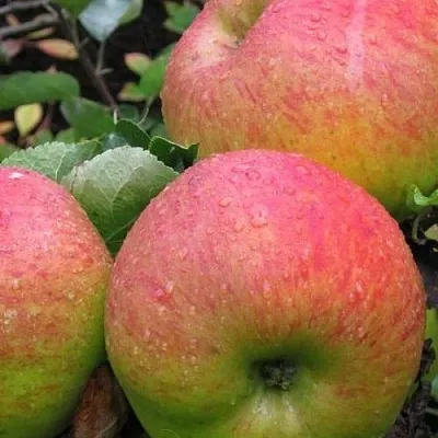 Яблоня ЯБЛОЧНЫЙ СПАС  Яблоня ЯБЛОЧНЫЙ СПАС в Мурманске