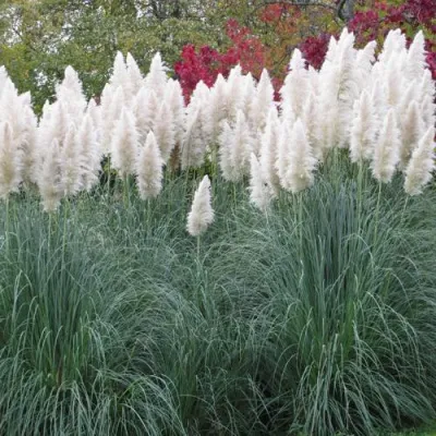 Кортадерия белая (пампасная трава) в Мурманске