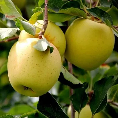 Яблоня ГОЛДЕН ВЛАДИМИРСКИЙ  Яблоня ГОЛДЕН ВЛАДИМИРСКИЙ в Мурманске