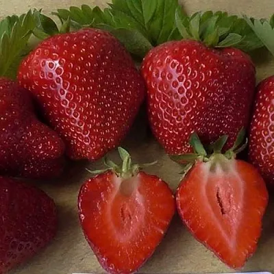 Клубника САНДРА  Клубника САНДРА в Мурманске