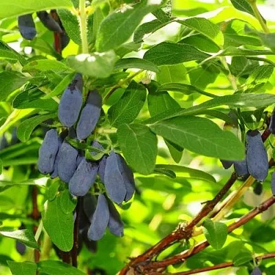 Жимолость съедобная ЛЕБЁДУШКА  Жимолость съедобная ЛЕБЁДУШКА в Мурманске