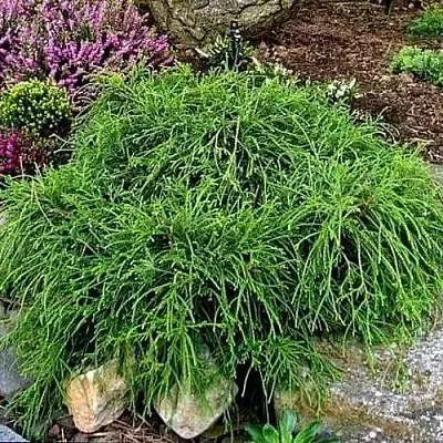 Кипарисовик ФИЛИФЕРА НАНА горохоплодный в Мурманске