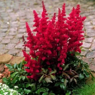 Астильба ГЛАТ Арендса — описание сорта Астильба ГЛАТ Арендса в Мурманске