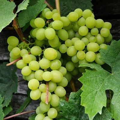 Виноград АЛЕШЕНЬКИН  Виноград АЛЕШЕНЬКИН в Мурманске