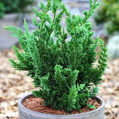 Кипарисовик ВИСЕЛЛИ лавсона в Мурманске