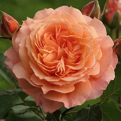 Саженцы роз БЕЛЬВЕДЕР шраб  Саженцы роз БЕЛЬВЕДЕР шраб в Мурманске