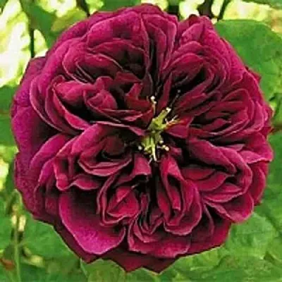 Саженцы роз ЗЕ ПРИНЦ английская  Саженцы роз ЗЕ ПРИНЦ английская в Мурманске