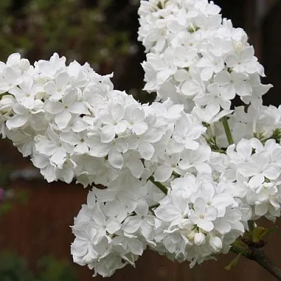 Сирень ФЛОРА  Сирень ФЛОРА в Мурманске