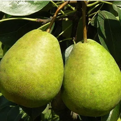 Груша ЛАГОДНАЯ  Груша ЛАГОДНАЯ в Мурманске