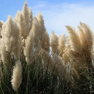 Кортадерия белая (пампасная трава) в Мурманске