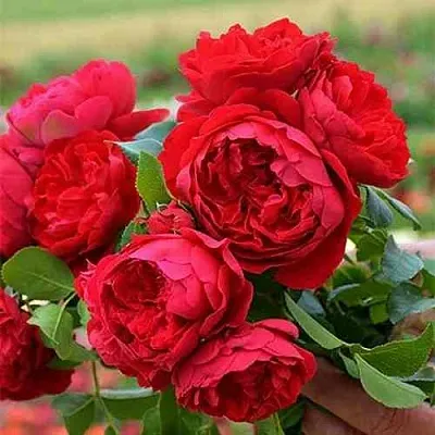 Саженцы роз ФЛОРЕНТИНА плетистая  Саженцы роз ФЛОРЕНТИНА плетистая в Мурманске