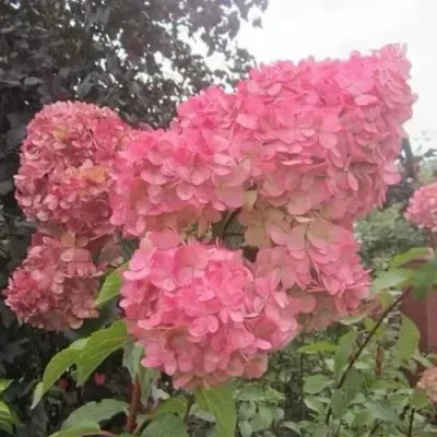 Гортензия АМАРИН метельчатая — описание сорта Гортензия АМАРИН метельчатая в Мурманске